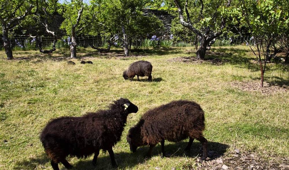 Moutons d'Ouessant dans le parc